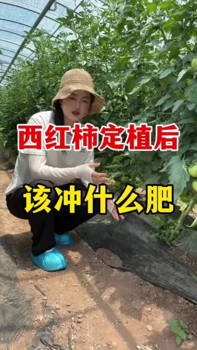 ��������ֲ��Ӧ�ó�ʲô���� #������ݪֲ #������ݪֲ����