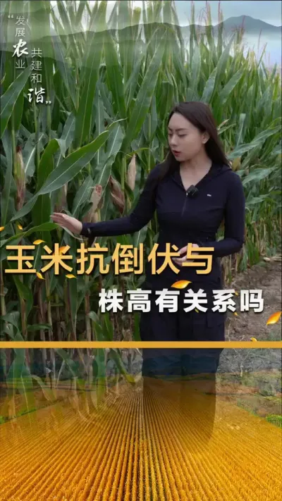 ���׿�����������й�ϵ����#��ũ #����ݪֲ #����ݪֲ��������� #��������#������ũ��