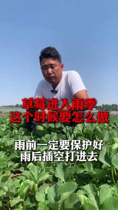 ��ݮ�����꼾�����ʱ��Ҫ��ô����#��ݮݪֲ #��ݮ���� #��ݮݪֲ���� #��ũ������ #����ũҵ֪ʶ��ũ����������