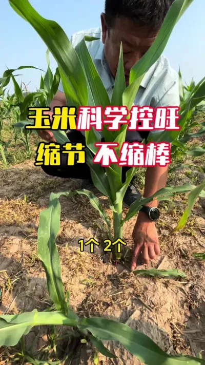 ����������������ѧ����ѧ�����Ż�ֻ���ڲ�����#����ݪֲ #���׿��� #���׹��� #���׸߲�ݪֲ���� #ë��������߲�����