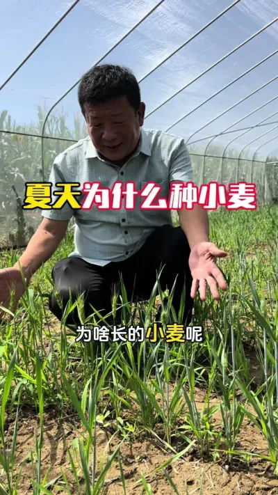 ����ΪʲôҪ��С�����᲻�����#ũҵݪֲ #С��ݪֲ #ũҵݪֲ���� #ݪֲС���� #ë��������߲�����