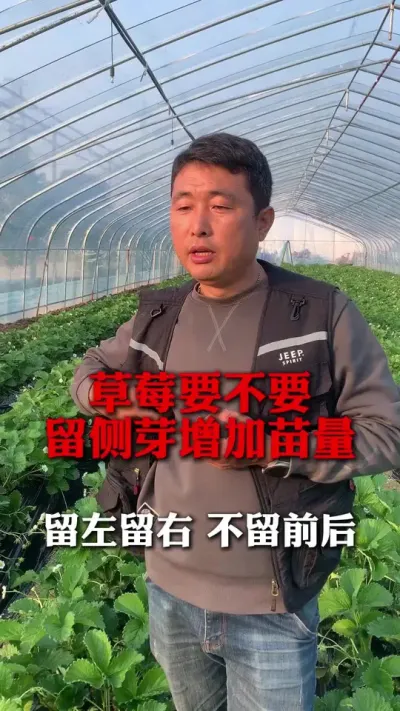 ݮҪҪѿ#ݮݪֲ #ݮݪֲ #ũҵ֪ʶũ #ũ #ݮ