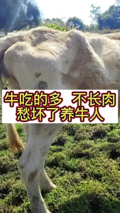 ţ��ԵĶ���ǲ����������������ţ��#��ţ #��ţ�� #��ũ��ֳ