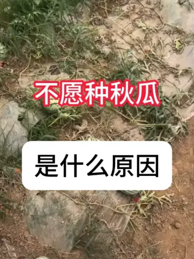 ���ݪֲ�ѵ������ݪֲ���� #ũҵݪֲ #���� #ũ���ƹ� #���溦���� #������ũ