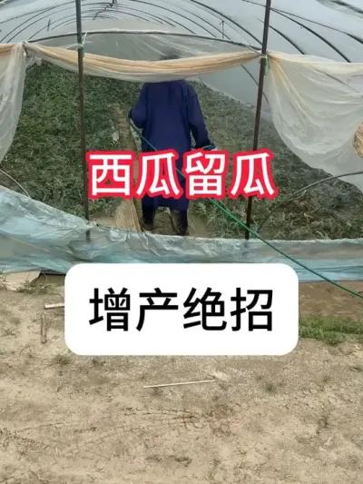 ݪֲ ϸôô#ũ #ݪֲС #ݪֲ ##ղӲԭ