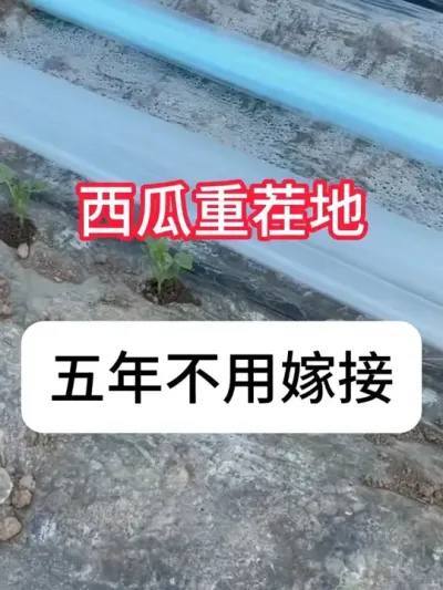 ��������ز�������õ�Ҫ�� #����ݪֲ #���溦���� #�ز� #�������� #ũҵݪֲ