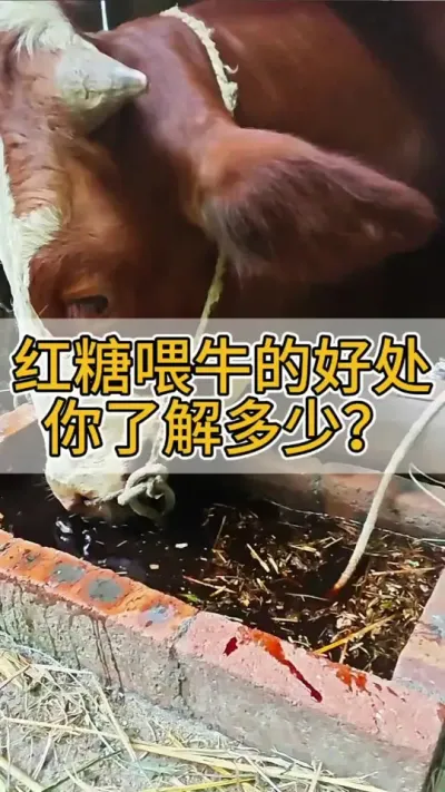红糖喂牛的好处，你了解多少#养牛人 #养牛 #养牛技术 #繁殖母牛 #西门塔尔繁殖母牛