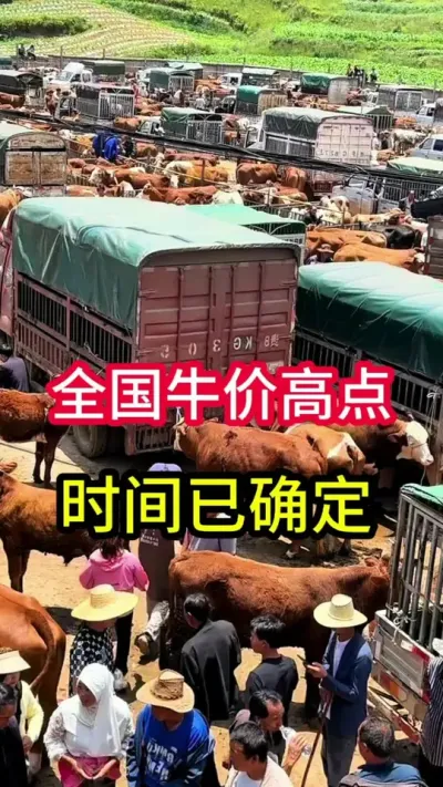 ����ţ�۸ߵ�ʱ����ȷ��#��ţ#ţ������ #ţ������ #����ţ������