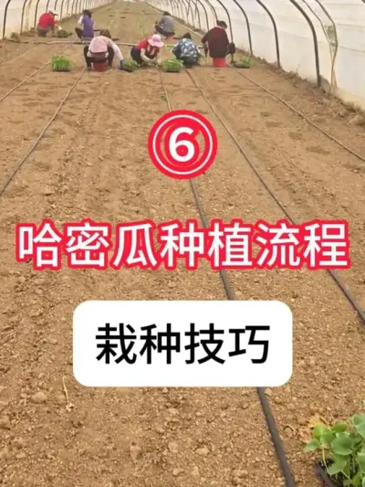 ݪֲܹ ֹܹ̼ƻ#ܹ  #ݪֲ  #  #ũ֧ũ  #ũҵС֪ʶ