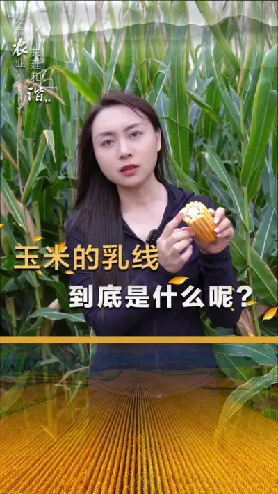 ���׵����߾�����ʲô�أ�#��ũ #����ݪֲ #����ݪֲ���� #�������� #������ũ��