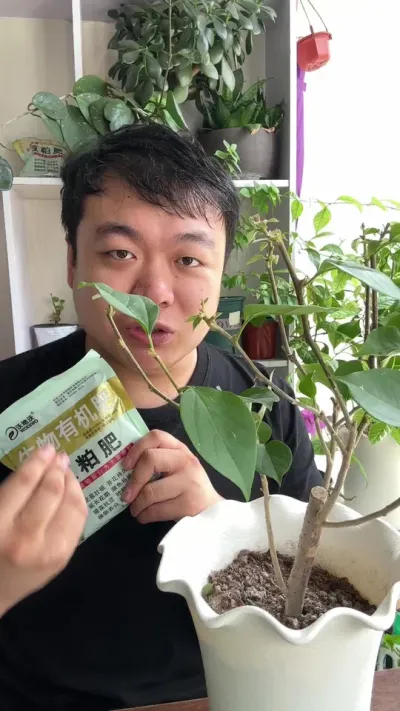 ���������÷�ּҺ������Ҷ��û�������������ٳ�ѿ��Ҷ�� #������ֲ #���� #���� #����С֪ʶ #����÷