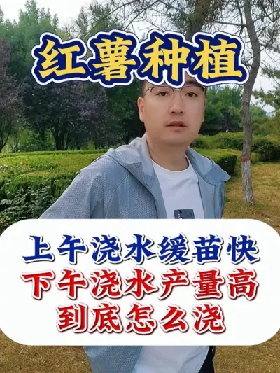 红薯想要高产，上午浇水还是下午浇水呢？ #红薯种植  #红薯种植技术 #红薯高产 #红薯高产种植 #农业种植