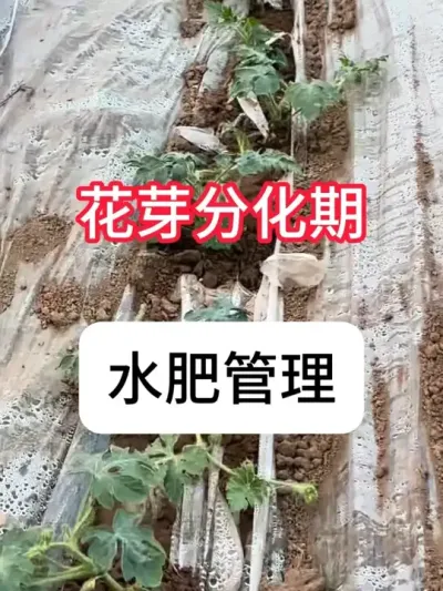 ���ϻ�ѿ�ֽ�����ʲô�������ϻ�ѿ�ֽ���� #����ݪֲ #ũ���ƹ� #�������� #ݪֲС���� #������ũ