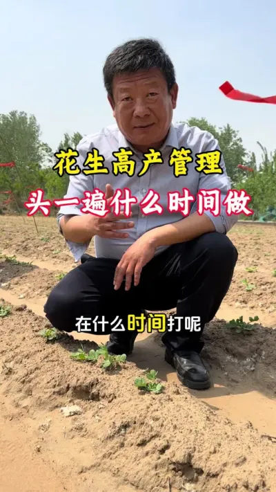 花生想要高产1200斤，第一遍管理什么时间做，怎么管理，配方怎么选#花生种植 #花生高产全程模式化管理 #花生高产小妙招 #花生高产配方 #毛国富大田高产管理