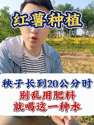 红薯苗长到20公分时，就喝这个水 #红薯种植 #红薯种植技术 #红薯高产 #红薯高产种植 #三农