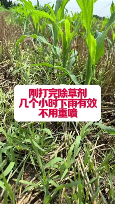 �մ�����ݼ�����������������Сʱ����������Ҫ�������� #ũҵݪֲ #����ũҵֲ������֪ʶ���������� #ũҵݪֲ���� #�׽���³��ũ�˵���ֱ������