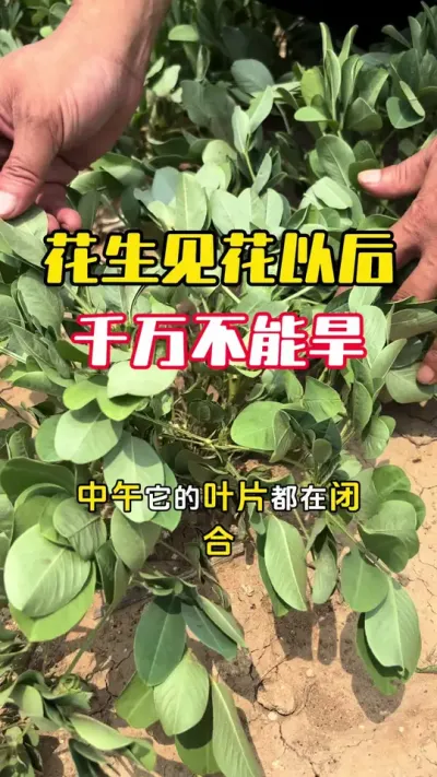 �����Ż��Ժ�һ������Ŀ����̫Ӱ�������#����ݪֲ#����ݪֲ�������� #�����߲� #�������� #ë��������߲�����