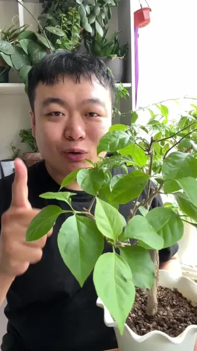 ��׳�����Ż����Ż������ɷ���������Ч����Ĳ����� #���� #����С֪ʶ #���� #������ֲ #����