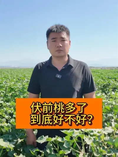 �޻���ǰ�Ҿ�����Ƿ���� #��ũ������2025#ݪֲС���� #��ũݪֲ #ũҵ�����ƹ� #������ũ