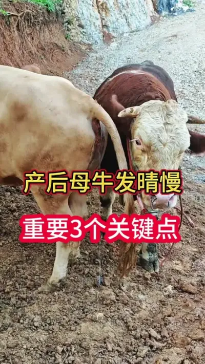 ����ĸţ������������3��Ҫ����#ĸţ #����ĸţ #������������ĸţ