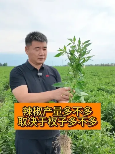 ��������� #����ݪֲ#ݪֲС���� #��ũ������2025 #������ũ֧����ũ #��ũݪֲ