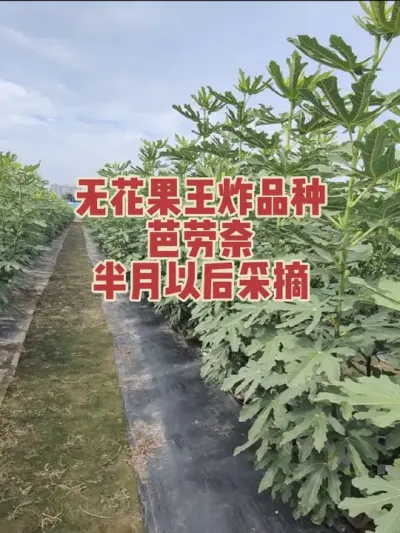 ¶��ݪֲ�İ������޻������ۿڸо������޻���Ʒ����Ŀ������������Ժ����Ȳ�ժ#�����޻���ݪֲרҵ������ #�������﹢�и��óԵ��޻�����ժ԰