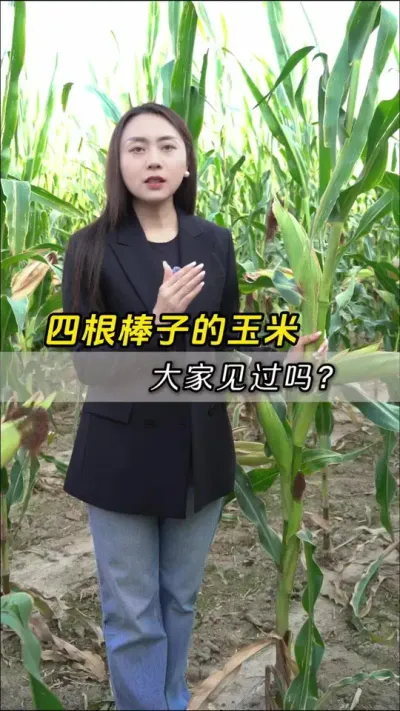 �ĸ����ӵ����������˼�������#��ũ #����ݪֲ #����ݪֲ���� #�������� #������ũ��