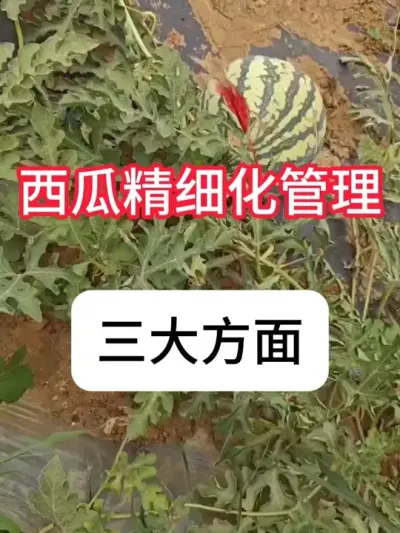 ���ϲ�����Ե��ԭ������������Ҫ�� #����ݪֲ #�������� #��ũ#ũ���ƹ�  #������ũ