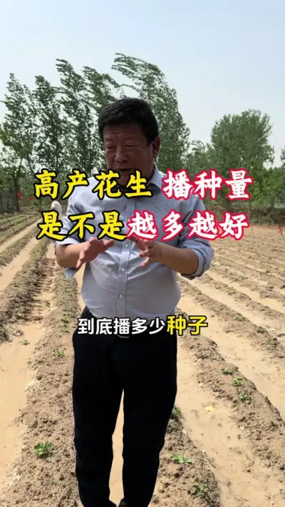 花生播种量多少合适，是不是越多越好#花生种植 #花生播种量 #花生播种 #花生高产 #毛国富大田高产管理