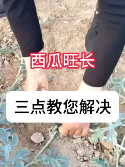 ����������ô���� ������������������#���溦���� #���� #��ũ #ũҵݪֲ #����ݪֲ