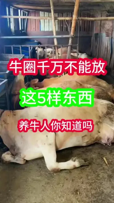 ţȦ�ﲻ�ɷŵļ�����������ţ��֪������#��ţ�� #��ţ���� #��ֳ #��������ţ