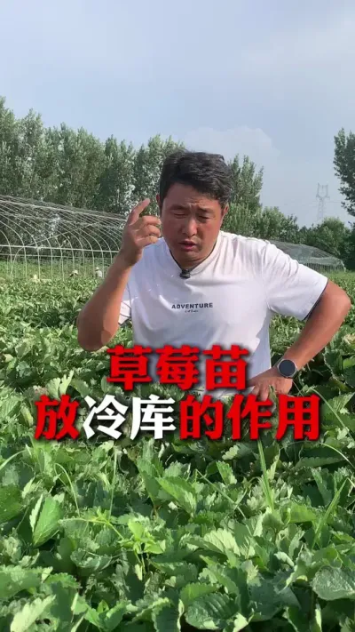 ��ݮ�����������#��ݮݪֲ #��ݮ���� #��ݮݪֲ���� #����ũҵ֪ʶ��ũ���������� #��ũ������