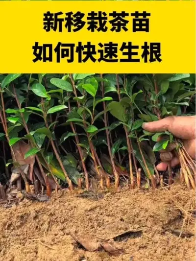 �����Բ���������������#����