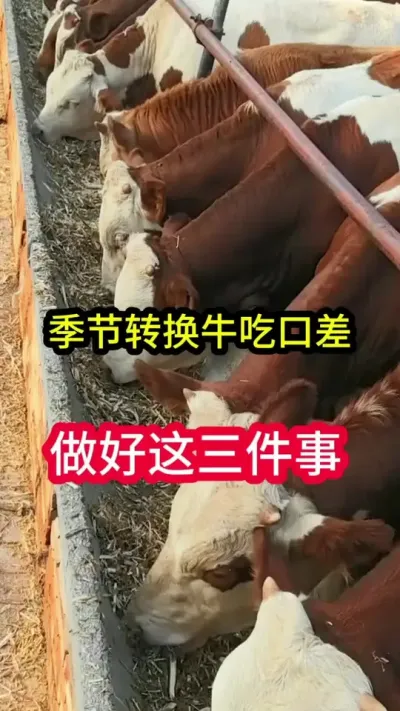 ����ת��ʱ��ţ��Ҫ������������#��ţ�� #��ţ���� #��ţ #��ֳ