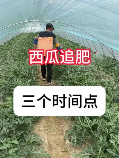 ׷ʵʱ #ݪֲ # #ʩ #ũƹ#ũҵݪֲ