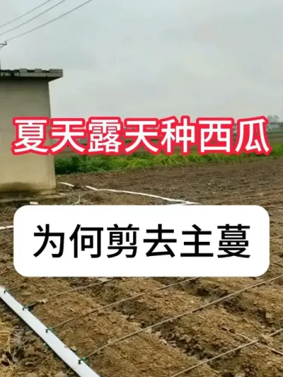 ¶������ݪֲ������¶�������Ҫ�� #����ݪֲ #�������� #��ũ #ũ��֪ʶ #������ũ