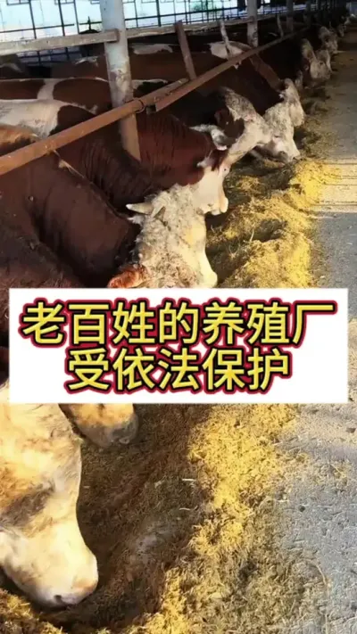 ���������ֳ������˭���Ͳ��#ţ����ֳ #��ţ #��ţ�� #ũ����ţ