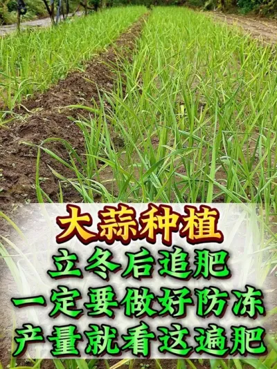 ���ⳤ��4Ҷһ��ʱ��ʩ��һ��Ҫע�� #���� #����ݪֲ #����ݪֲ���� #����߲� #����߲�ݪֲ���չ���