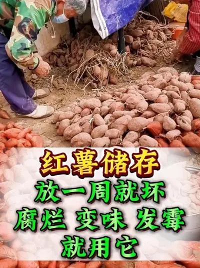 ������һ�ܾͻ����ǿ��������Ҫ�� #���� #����ݪֲ #�������� #��������Ҫ�� #������������