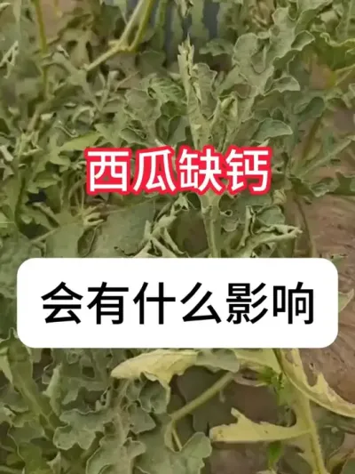 ����ȱ����ʲô����������ȱ��֢״ #����ݪֲ #��ũ #ũ���ƹ� #���溦����