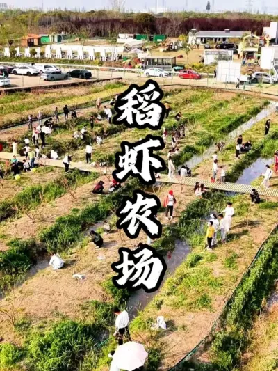 稻田农场打造新农业模式，月入百万#游云文旅 #规划设计 #乡村振兴 #周二课堂