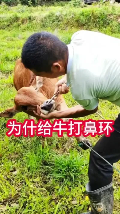 Ϊʲô��ţ��ǻ�#��ţ #��ţ�� #��ũ #��ũ������������