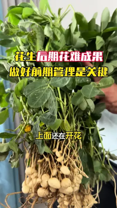 ������Ҫ�߲�1200��������ǰ���������Ҫ�����࿪ǰ�ڻ��Ż��γ����õ���������#����ݪֲ #�������� #�����߲� #�����߲�ݪֲ #ë��������߲�����