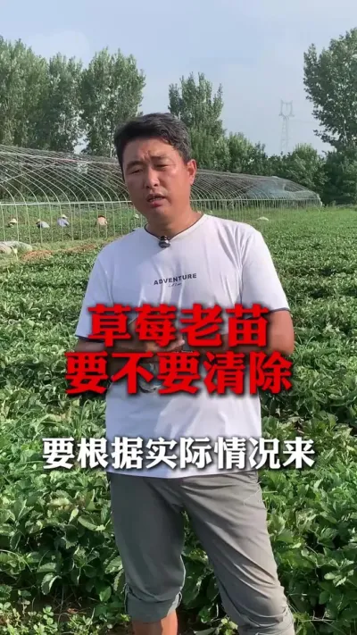 ��ݮ����Ҫ��Ҫɨ��#��ݮݪֲ #��ݮ���� #��ݮݪֲ���� #����ũҵ֪ʶ��ũ���������� #��ũ������