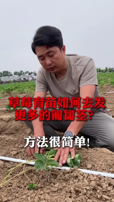 草莓怎么去发更多的匍匐茎，方法很简单！#分享农业知识帮农民增产增收 #草莓种植技术 #草莓种植 #草莓育苗 #草莓种植方法