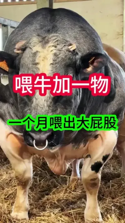 ţ�Կں��ϱ������ǰ����û����#��ţ #��ţ�� #��������ţ #������������ţ