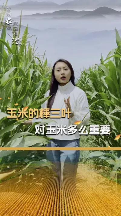 ���׵İ���Ҷ�����׺�����Ҫ#��ũ #����ݪֲ #����ݪֲ���� #�������� #������ũ��