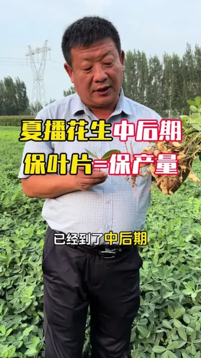 �Ĳ����������к��ڱ�סҶ�Ӿͼ��Ǳ�ס������Ҷ�߲��Ѿ���������һ��Ҫע��#����ݪֲ #����ݪֲ�������� #�����߲� #�������� #ë��������߲�����