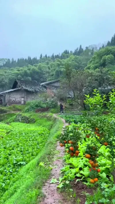 ����ʫ��Զ�����վɸ�ϲ���������嵭�������̻��糿��������ķ��㣬�������ϲ��ӱ����ĵ�����#��Ұ��� #��԰���� #���Ӱ�� #ũ������ #ͯ�����