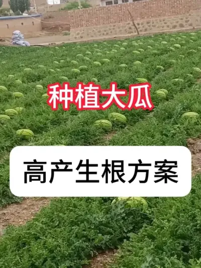 ¶������ݪֲ����������Ҫ�� #����ݪֲ #���� #ũ���ƹ� #ũҵݪֲ